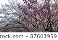 Sakura 2 colors 87603959