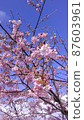 Kawazu cherry blossoms and blue sky up 87603961