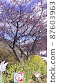 Kawazu cherry tree and rape blossoms 87603963