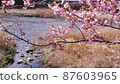 Kawazu cherry tree and river 87603965