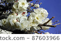 White plums up 87603966