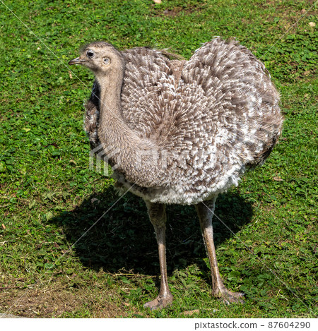 Darwin's rhea, Rhea pennata also known as the lesser rhea. 87604290