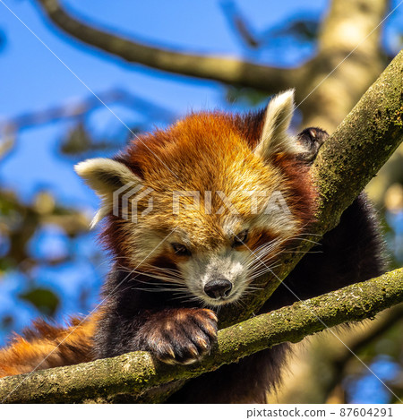 The red panda, Ailurus fulgens, also called the lesser panda. 87604291