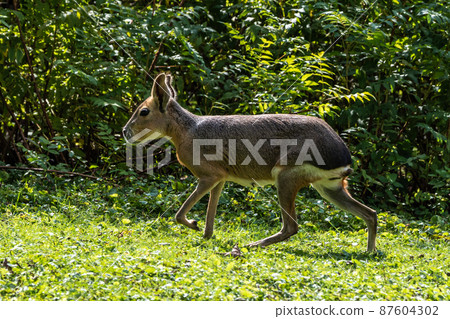 Patagonian Mara, Dolichotis patagonum are large relatives of guinea pigs 87604302
