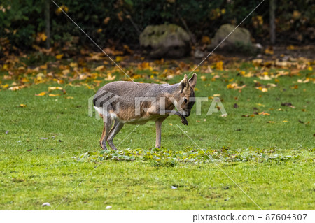 Patagonian Mara, Dolichotis patagonum are large relatives of guinea pigs 87604307