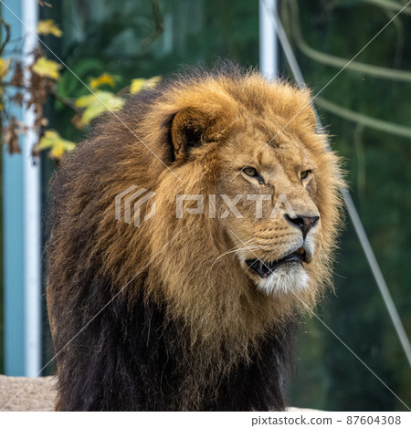 The lion, Panthera leo is one of the four big cats in the genus Panthera 87604308