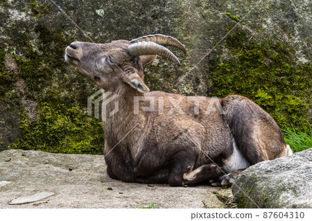 Male mountain ibex or capra ibex on a rock 87604310