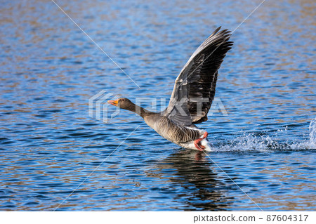 The greylag goose, Anser anser is a species of large goose 87604317