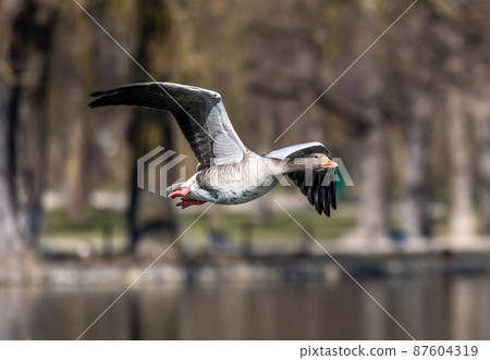 The flying greylag goose, Anser anser is a species of large goose The flying greylag goose, Anser anser is a species of large goose 87604319