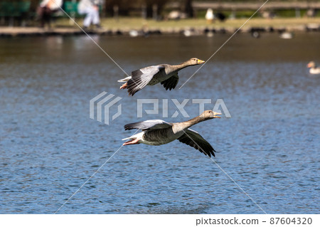 The flying greylag goose, Anser anser is a species of large goose 87604320