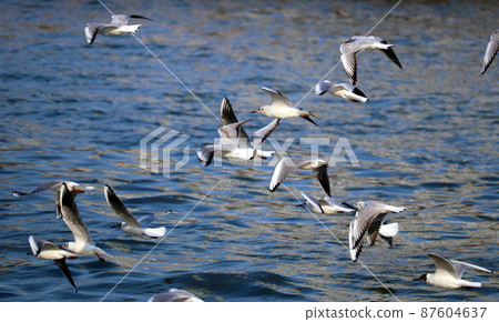 A flock of black-headed gulls flapping on the river A flock of black-headed gulls flapping on the river 87604637