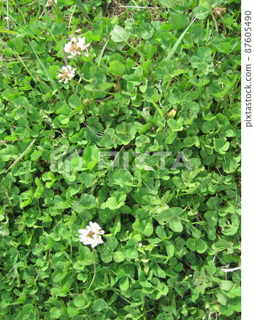 White clover 87605490