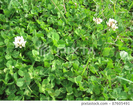 White clover 87605491