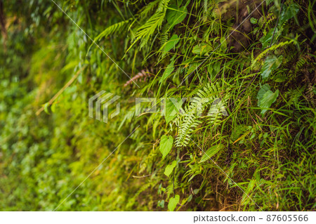 green moss background texture beautiful in nature 87605566
