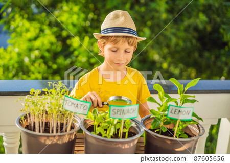 The boy studies the plants through a magnifying glass. He is doing gardening on his balcony. Natural development for children The boy studies the plants through a magnifying glass. He is doing gardening on his balcony. Natural development for children 87605656