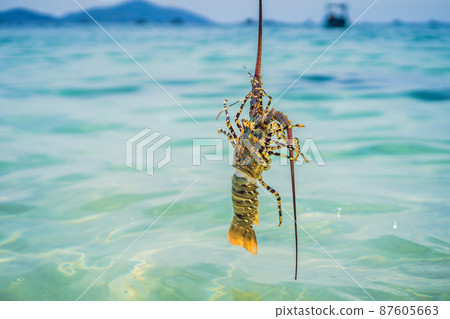 Lobster in the hands of a diver. Spiny lobster inhabits tropical and subtropical waters 87605663