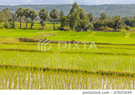 Young rice sprout ready to growing in the rice field Young rice sprout ready to growing in the rice field 87605694