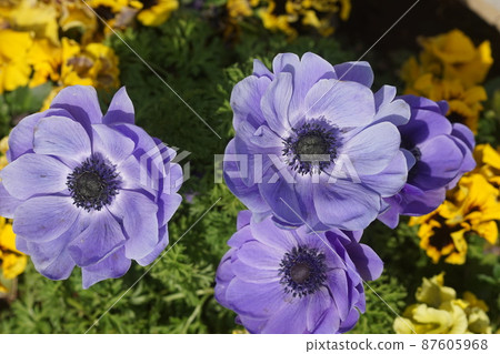 March Sagamihara 350 Anemone, Ranunculaceae, Sakata seeds, Greenhouse March Sagamihara 350 Anemone, Ranunculaceae, Sakata seeds, Greenhouse 87605968