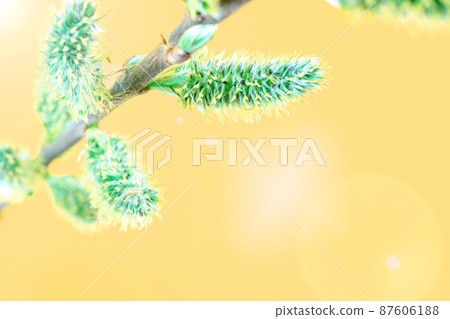 Spring background may flowers and April floral nature on yellow background. Branches of blossoming apricot macro with soft focus. For easter and spring greeting cards with copy space. Springtime. Spring background may flowers and April floral nature on yellow background. Branches of blossoming apricot macro with soft focus. For easter and spring greeting cards with copy space. Springtime. 87606188