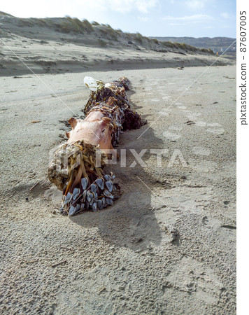 Goose barnacles, stalked barnacles, gooseneck barnacles on wooden post on beach in Ireland Goose barnacles, stalked barnacles, gooseneck barnacles on wooden post on beach in Ireland 87607005