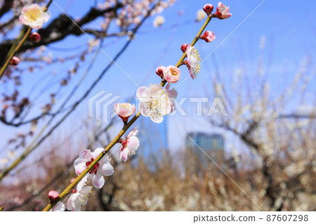 Osaka Castle Osaka Castle 87607298