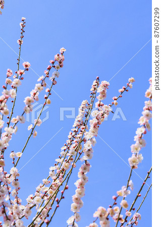 Osaka Castle Osaka Castle 87607299