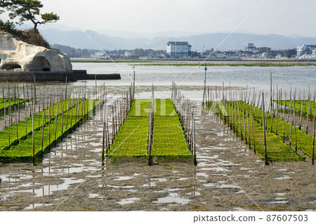 福島縣相馬市松川浦碼頭海藻養殖架的風景 福島縣相馬市松川浦碼頭海藻養殖架的風景 87607503