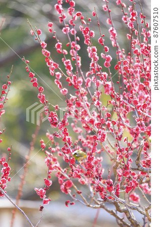 Osaka Castle Plum Grove in full bloom 87607510