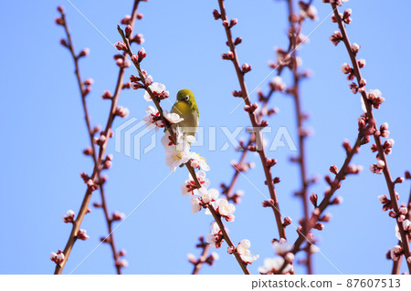 Osaka Castle Plum Grove in full bloom 87607513