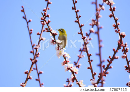 Osaka Castle Plum Grove in full bloom 87607515