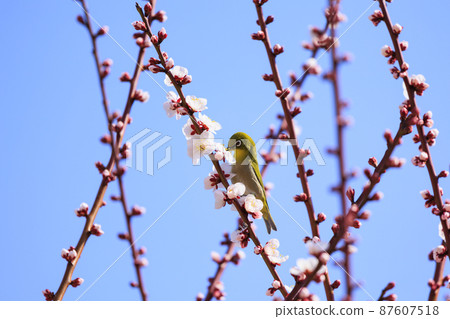 Osaka Castle Plum Grove in full bloom 87607518
