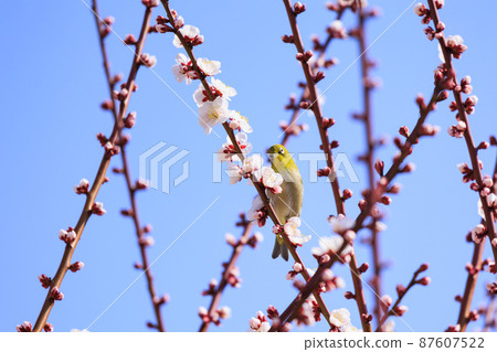 盛開的大阪城梅林 87607522