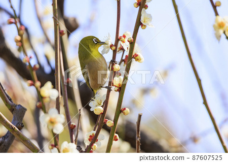 Osaka Castle Plum Grove in full bloom 87607525