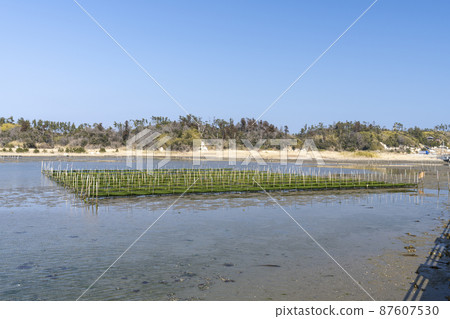 福島縣相馬市松川浦碼頭海藻養殖架的風景 87607530