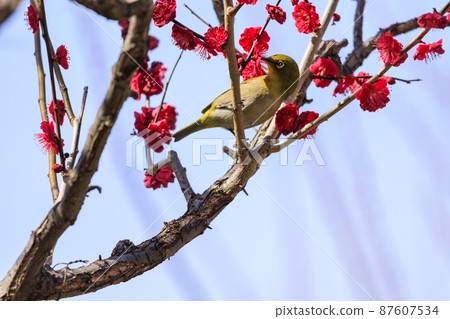盛開的大阪城梅林 盛開的大阪城梅林 87607534