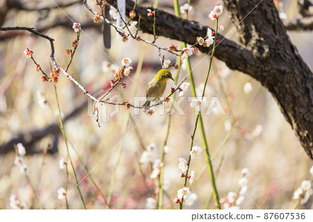 盛開的大阪城梅林 盛開的大阪城梅林 87607536