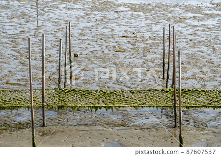 福島縣相馬市松川浦碼頭海藻養殖架的風景 87607537