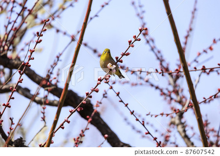 Osaka Castle Plum Grove in full bloom 87607542