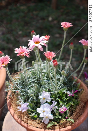 春花Rhodan Semamu組植 87607711