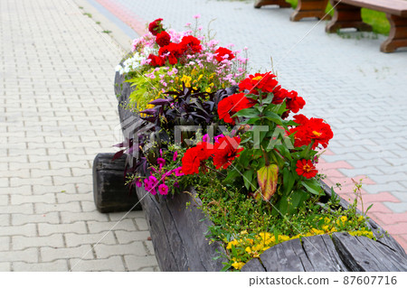 Beautiful different flowers bloom in the flower bed in the park. 87607716