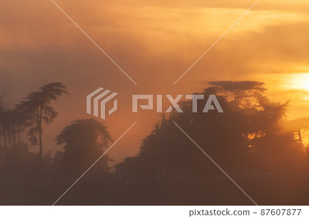 Tropical trees against a setting sun 87607877