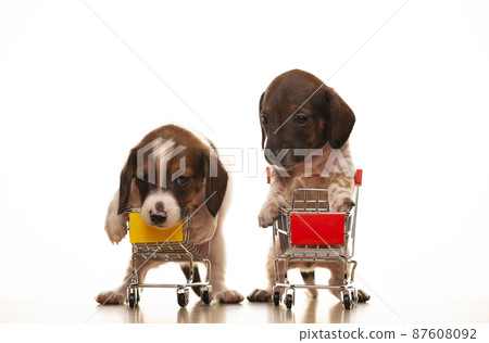 image of dog trolley white background image of dog trolley white background 87608092
