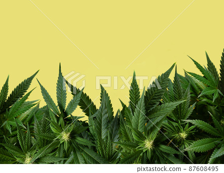 yellow background with marijuana plant yellow background with marijuana plant 87608495