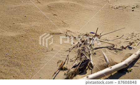 Fashionable driftwood launched on the beach 87608848