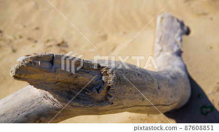 Fashionable driftwood launched on the beach Fashionable driftwood launched on the beach 87608851