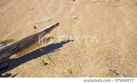 Fashionable driftwood launched on the beach Fashionable driftwood launched on the beach 87608857