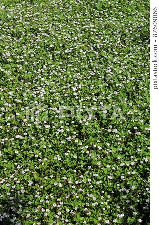 Penstemon speciosus Douglas ex Lindl. , plant, Zagreb, Croatia 87609066