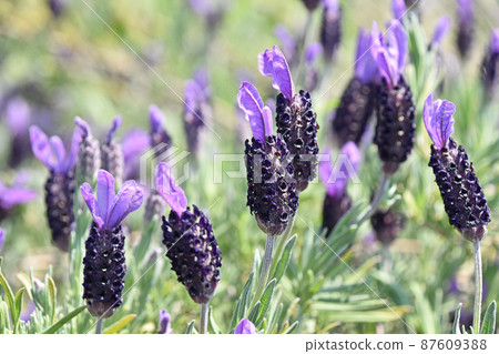 French Lavender  French Lavender 87609388