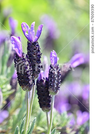  法國薰衣草 87609390