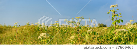 Poisonous plants Giant Hogweed in the field. Wide-angle image 87609465